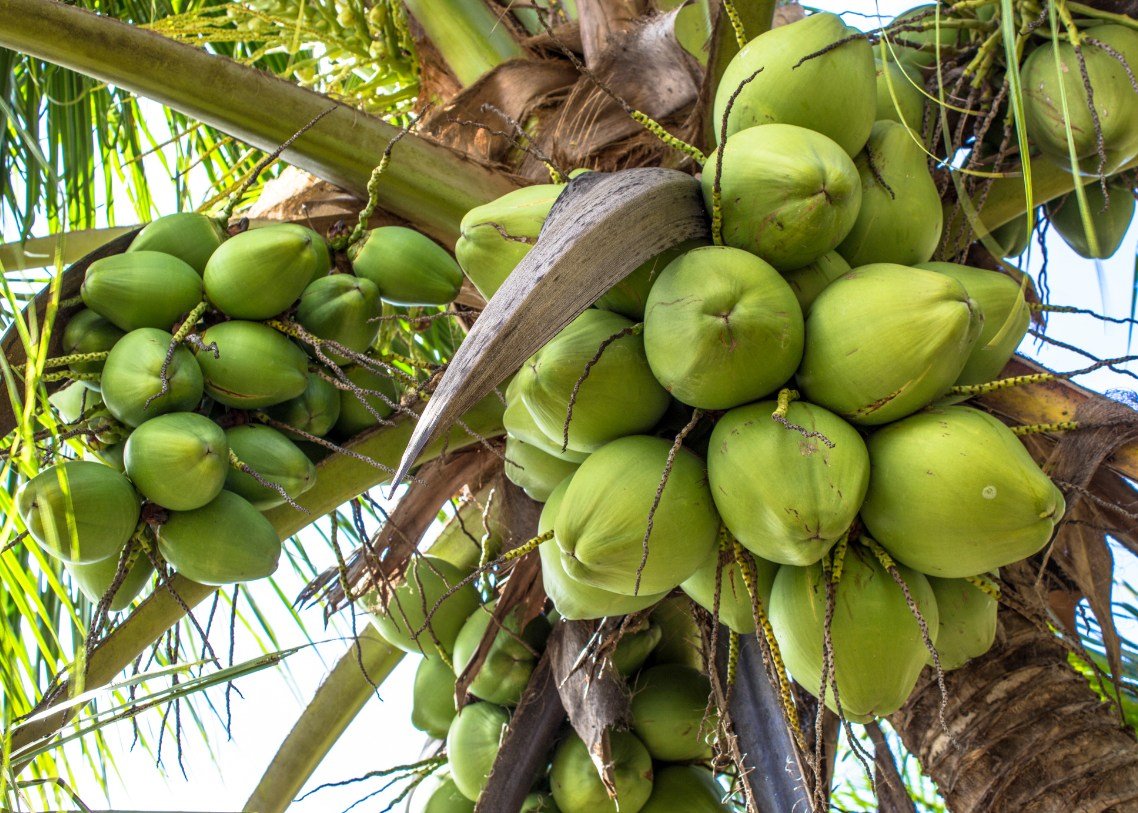 Barokah Sejahtera Amanah photo product 2